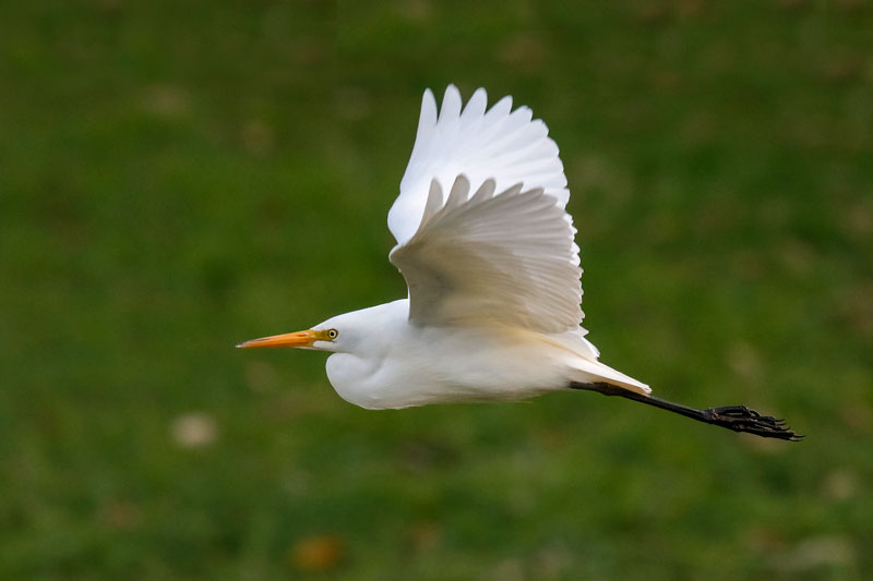 Intermediate Egret