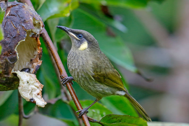 Lewin's Honeyeater