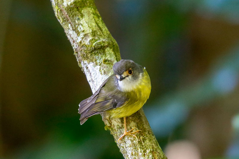 Pale-yellow Robin