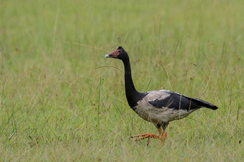 Magpie Goose