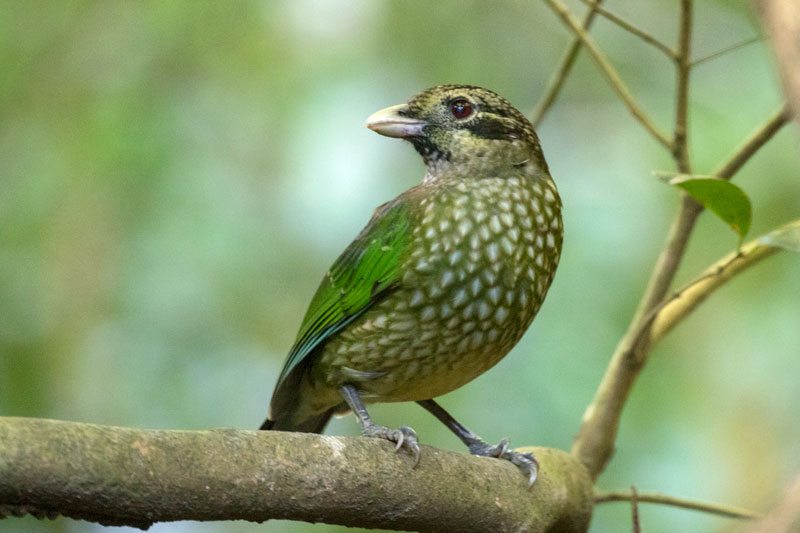 Spotted Catbird