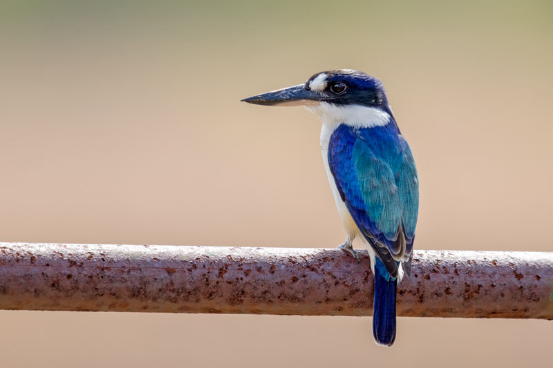 Forest Kingfisher