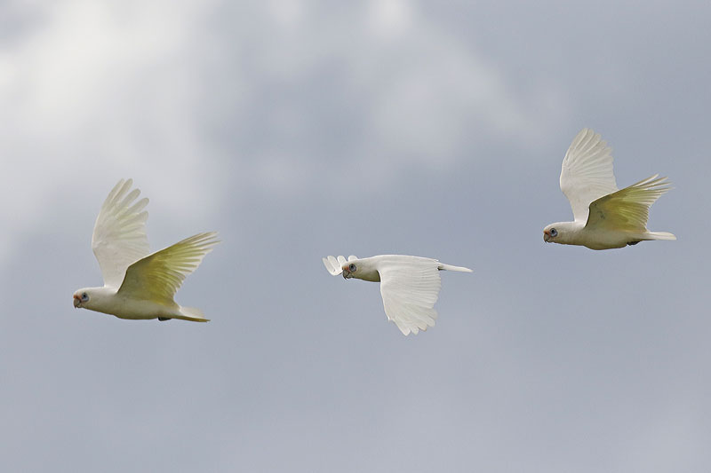 Little Corella