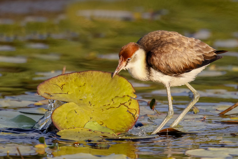 Comb-crested Jacana
