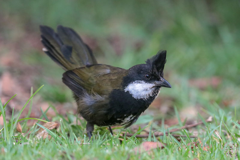 Eastern Whipbird