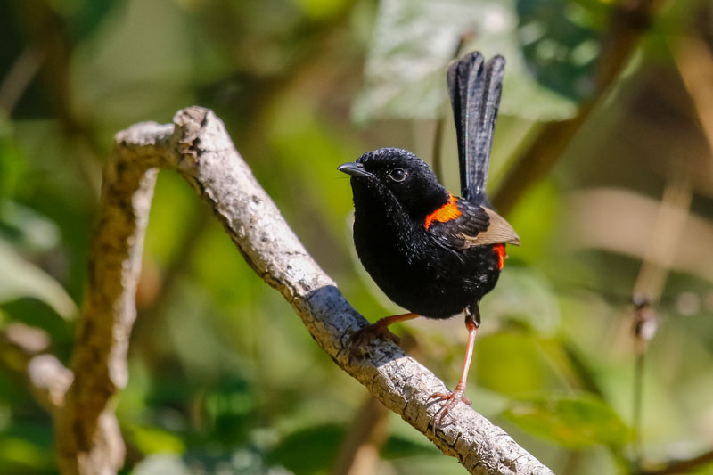 Red-backed Fairywren