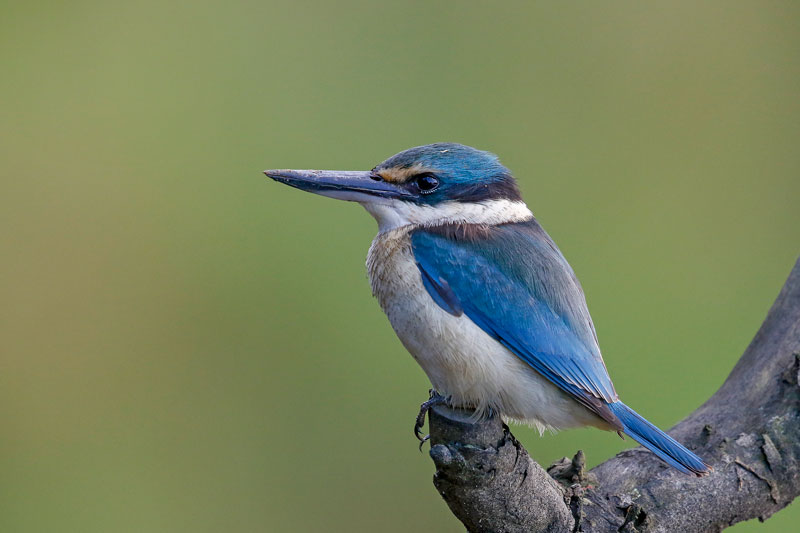 Sacred Kingfisher