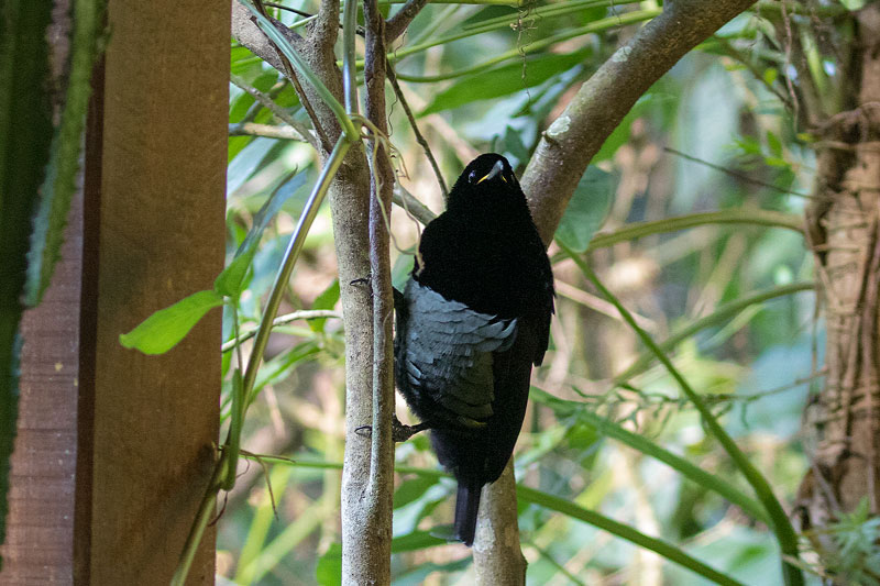 Victoria's Riflebird
