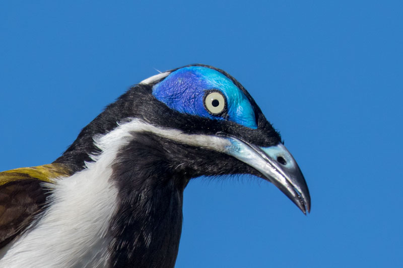 Blue-faced Honeyeater