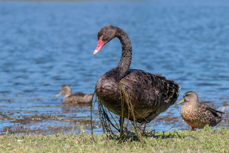 Black Swan