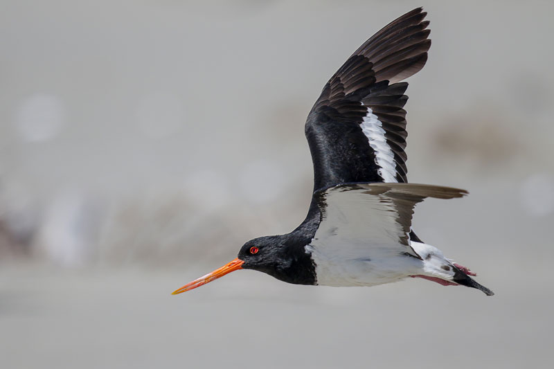 South Island Oystercatcher