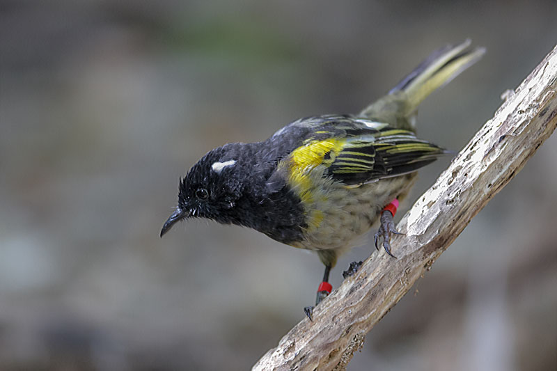 Stitchbird