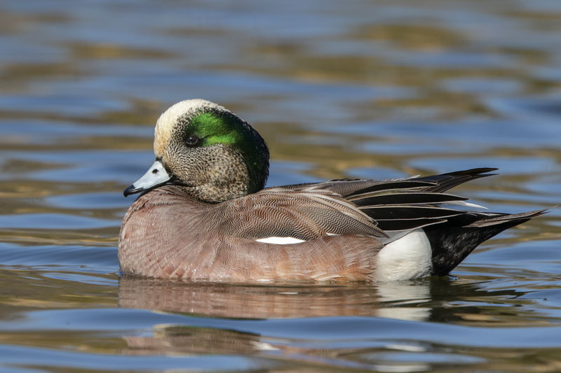 American Wigeon