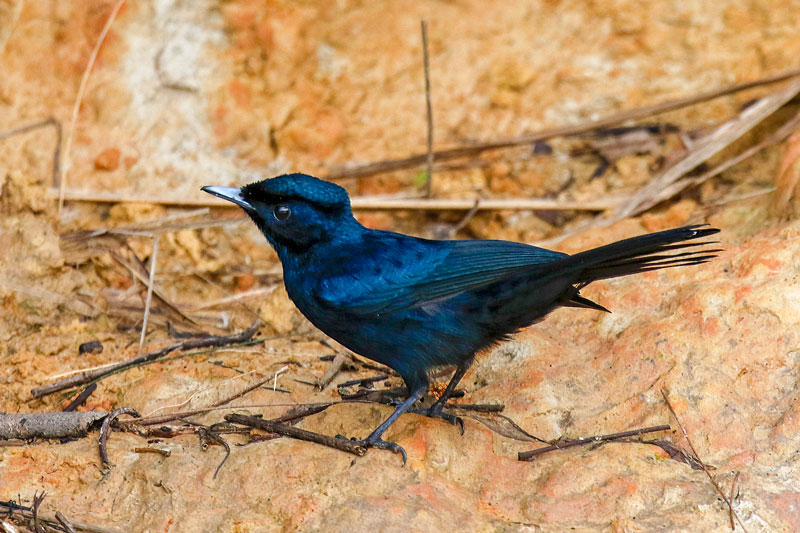 Shining Flycatcher
