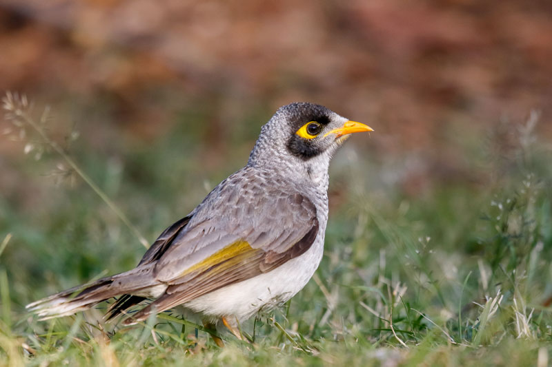 Noisy Miner