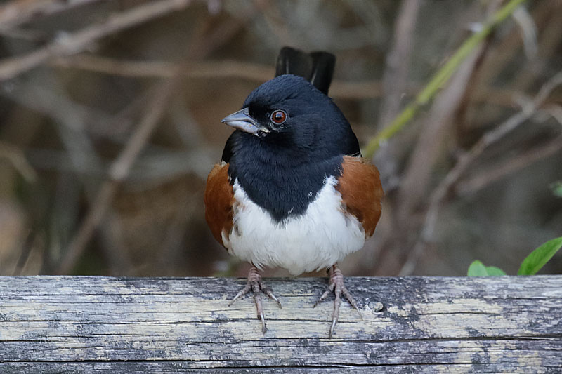 Eastern Towhee