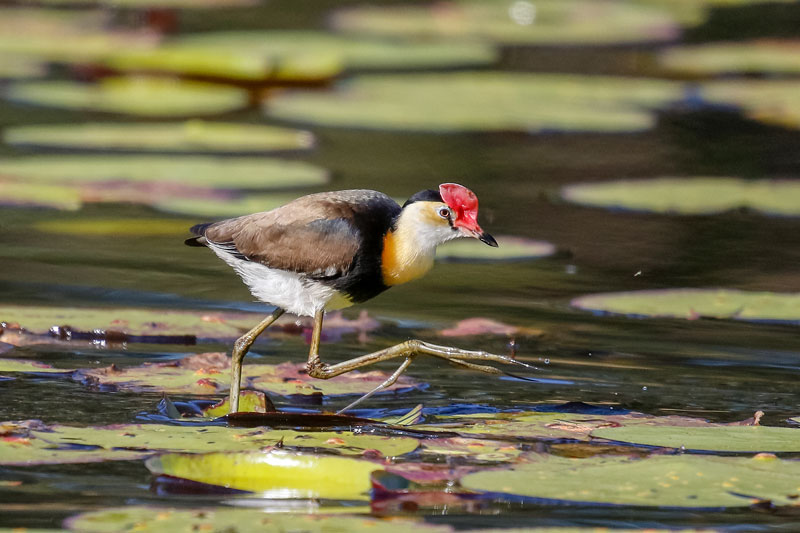 Comb-crested Jacana