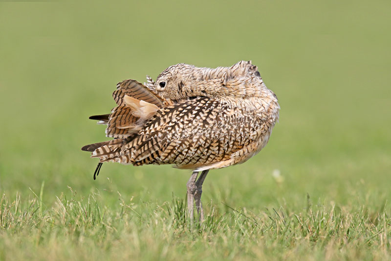 Long-billed Curlew