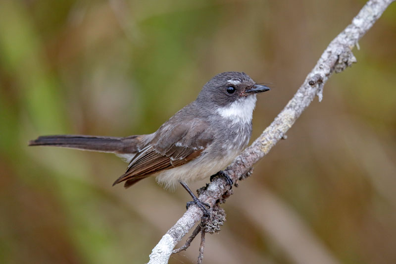 Northern Fantail