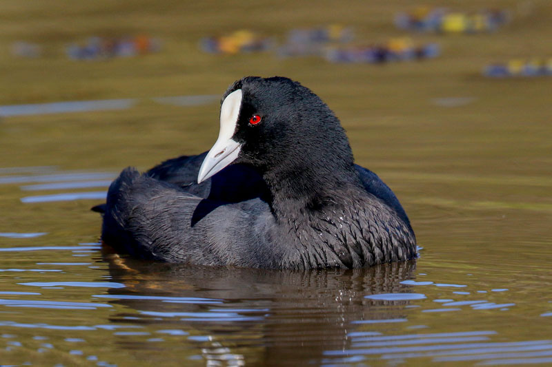 Eurasian Coot