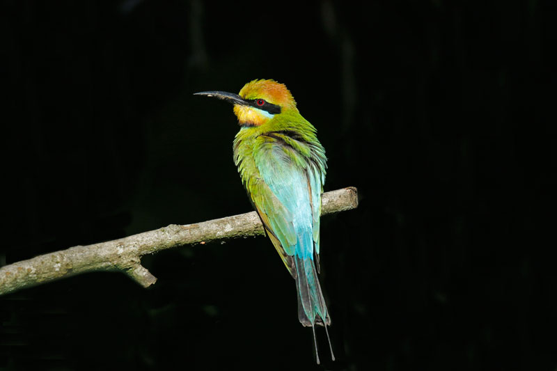 Rainbow Bee-eater