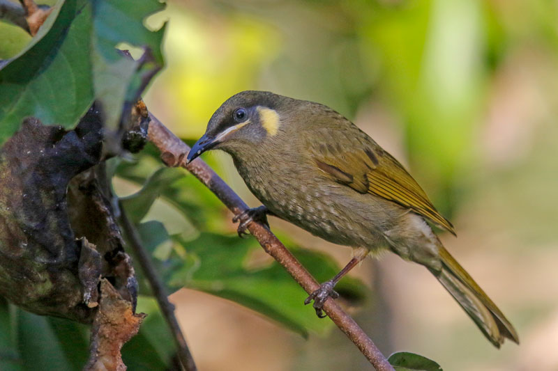 Lewin's Honeyeater