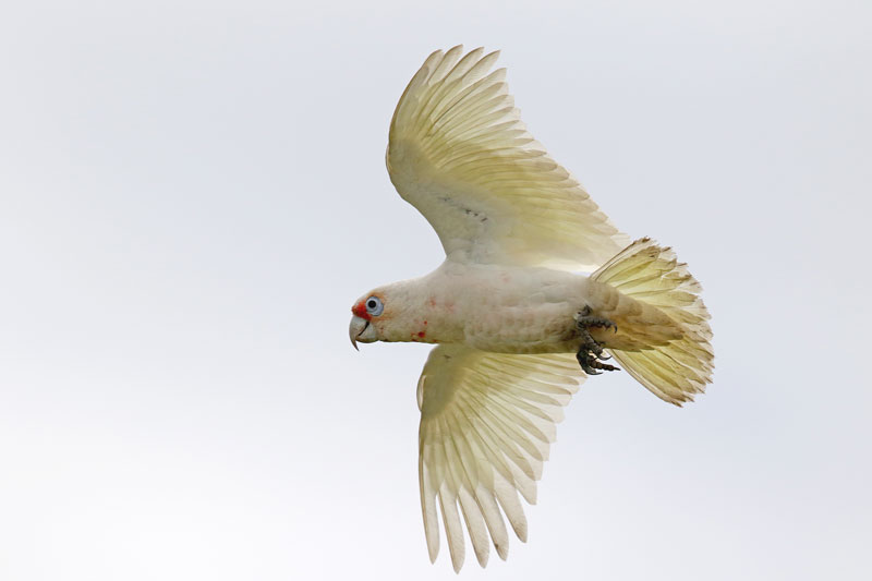 Little Corella