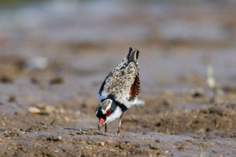 Black-fronted Dotterel