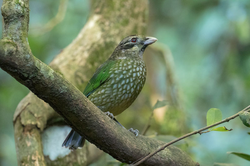 Spotted Catbird