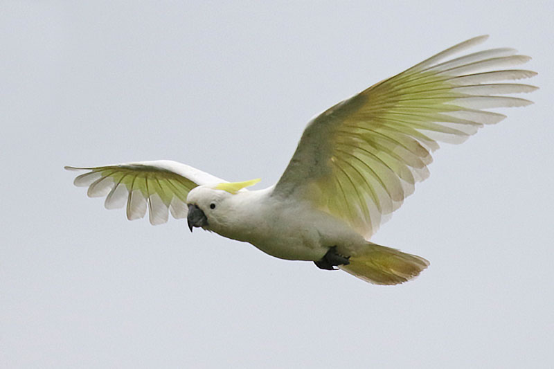 Sulphur-creasted Cockatoo