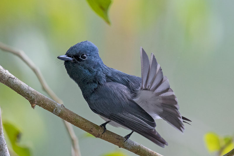 Leaden Flycatcher