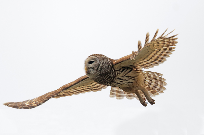 Barred Owl