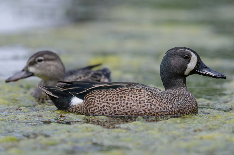 Blue-winged Teal