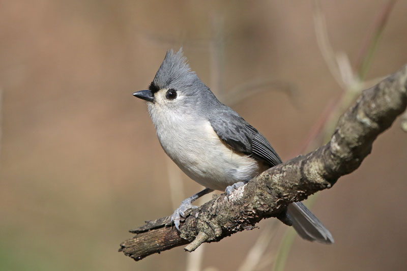 Tufted Titmouse