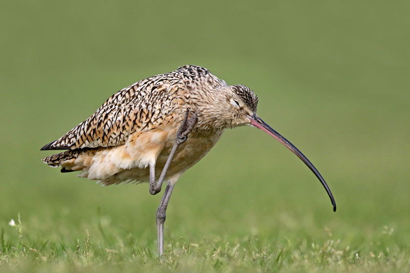 Long-billed Curlew