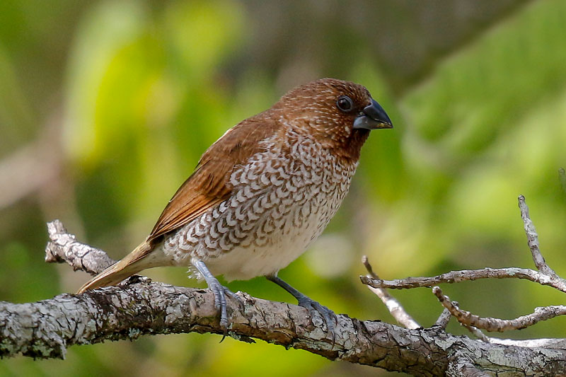 Scaly-breasted munia