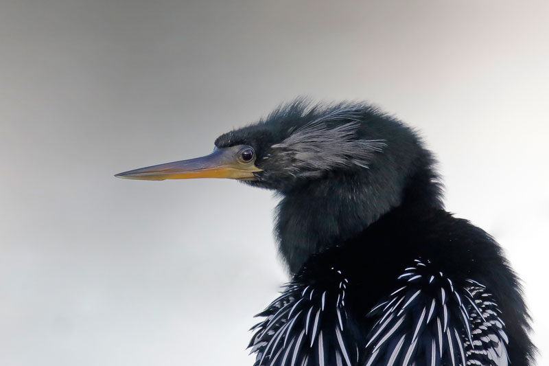 Anhinga