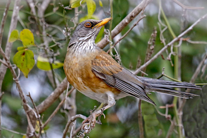 Rufous-backed Robin