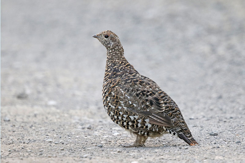 Spruce Grouse