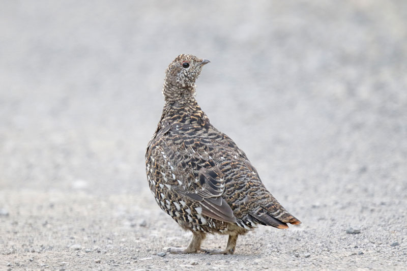 Spruce Grouse