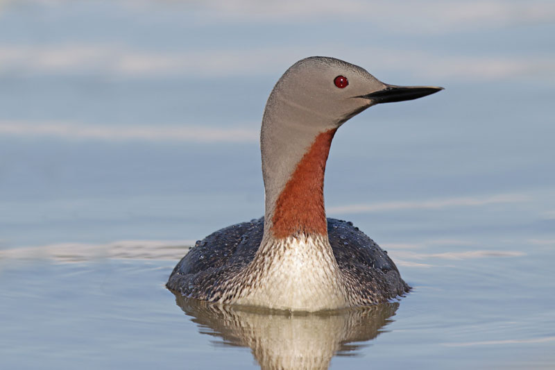 Red-throated Loon