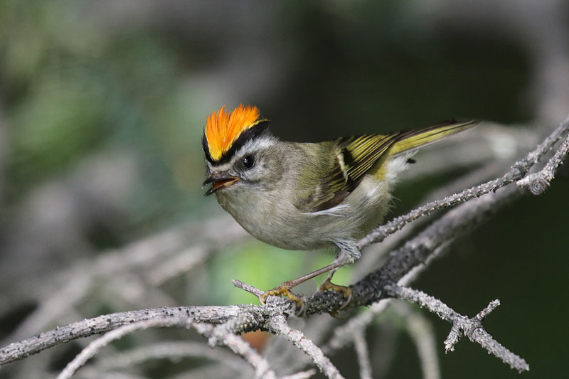 Golden-crowned Kinglet
