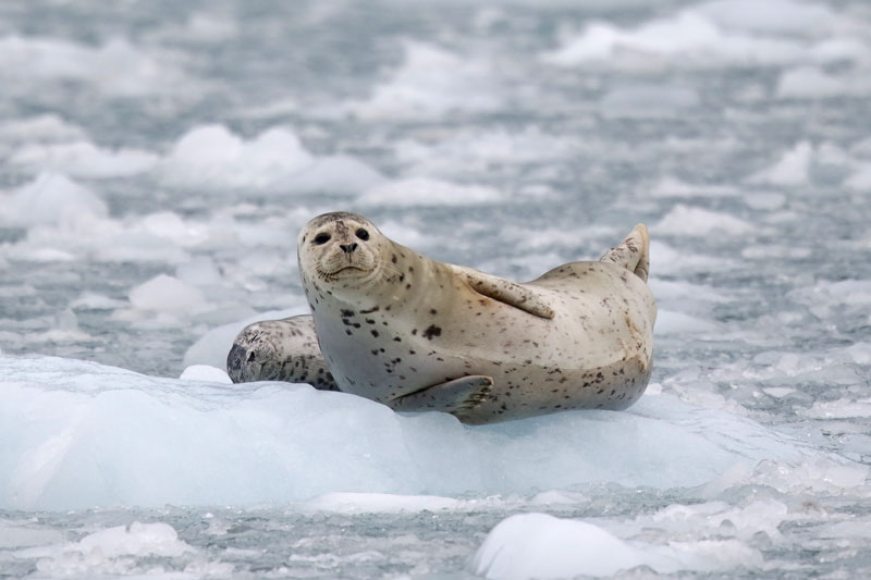 Harbor Seal