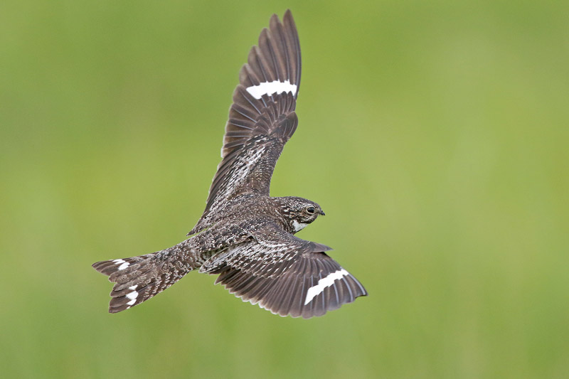 Common Nighthawk