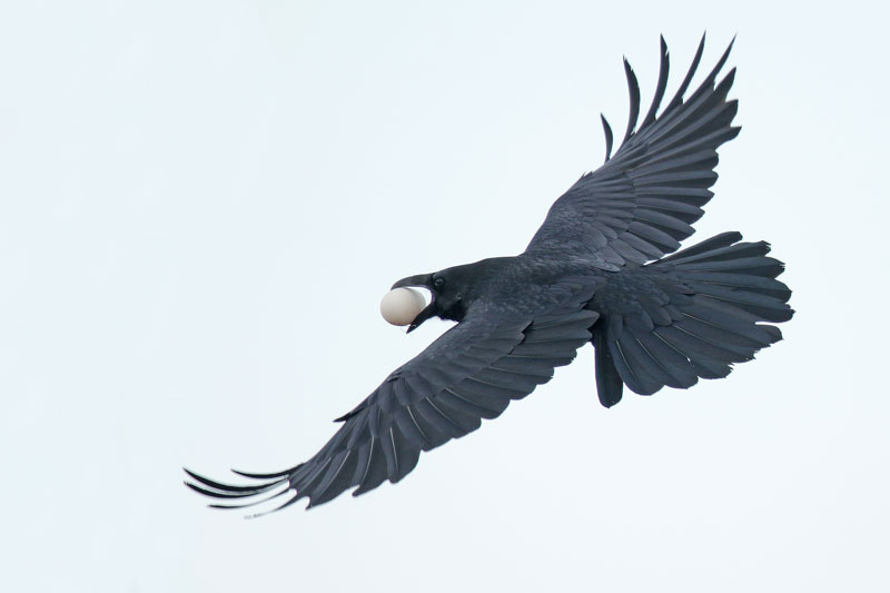 Common Raven