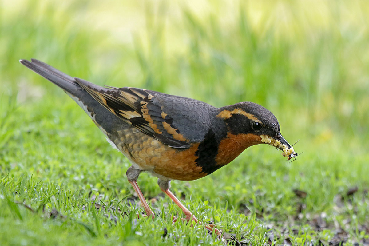 Varied Thrush