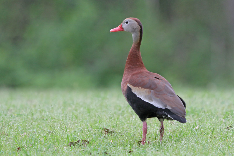 Black-bellied Whistling-Duck