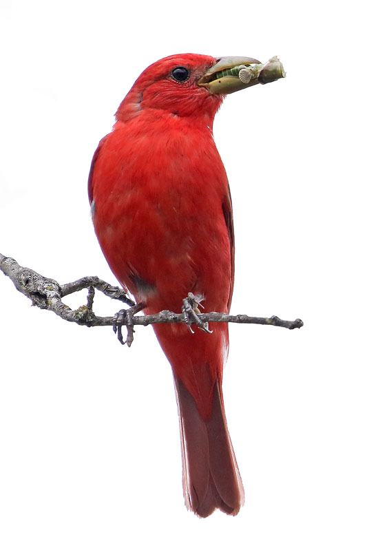 Summer Tanager
