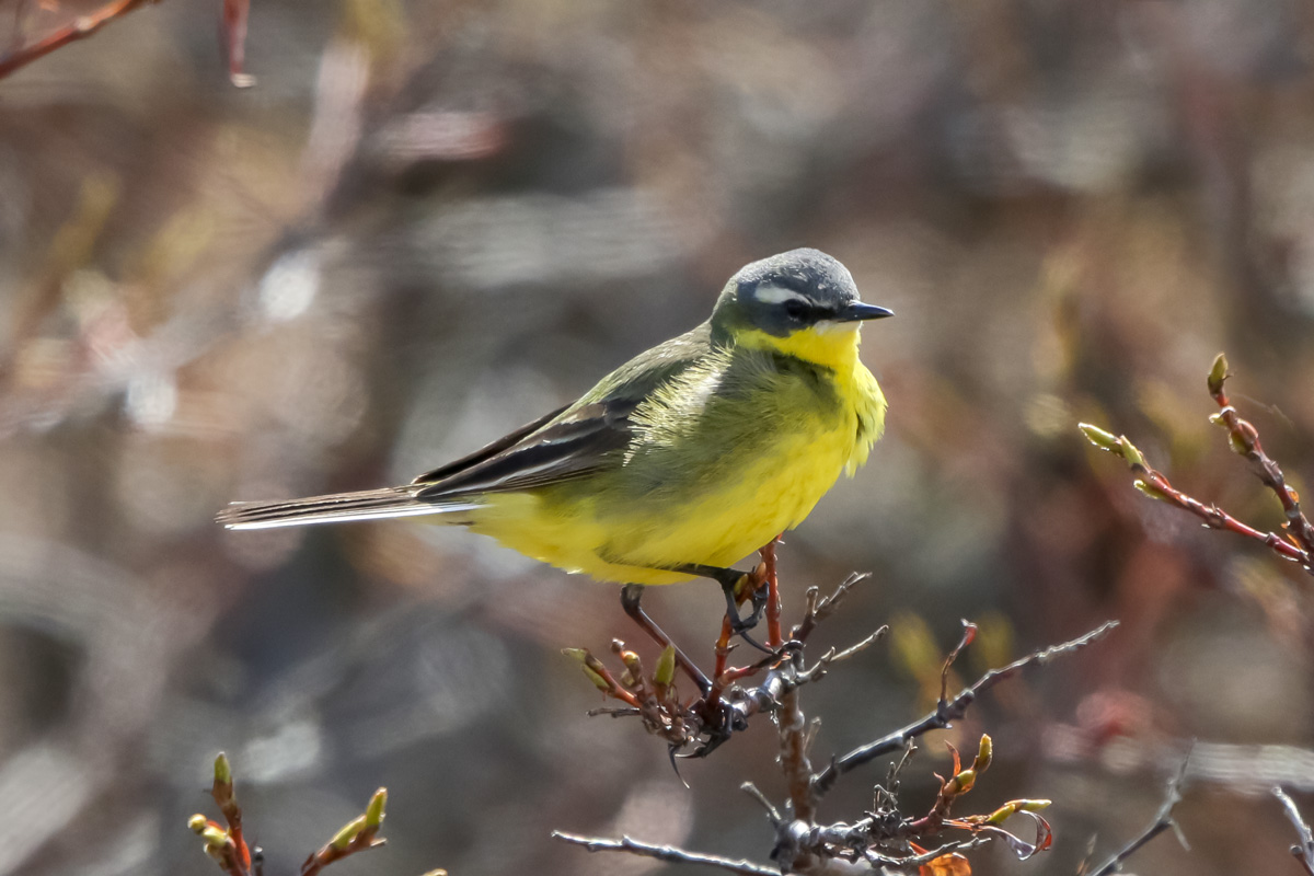 Eastern Yellow Wagtail