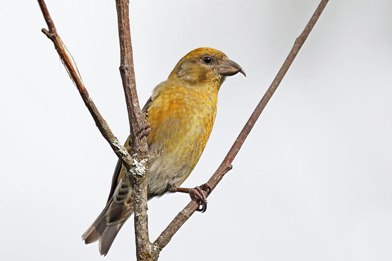 Red Crossbill